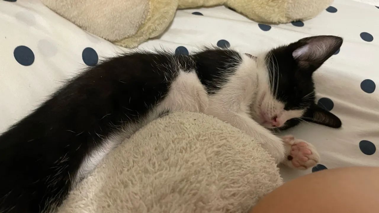 Gata frajola para a adoção  - Foto 6