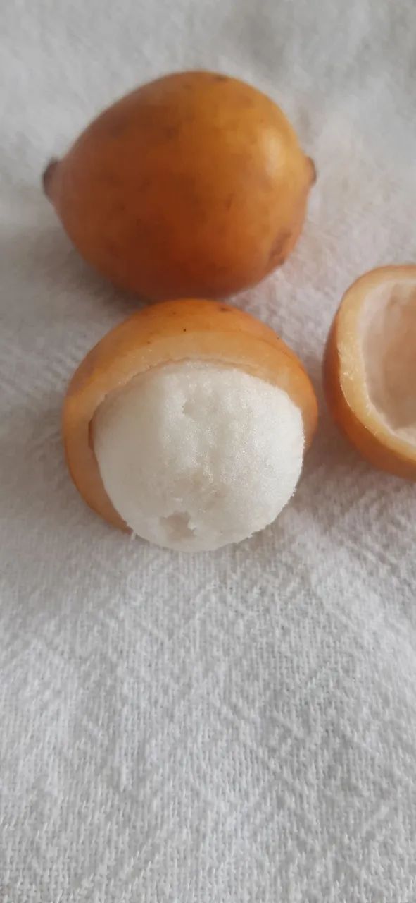 Mudas de bacupari 