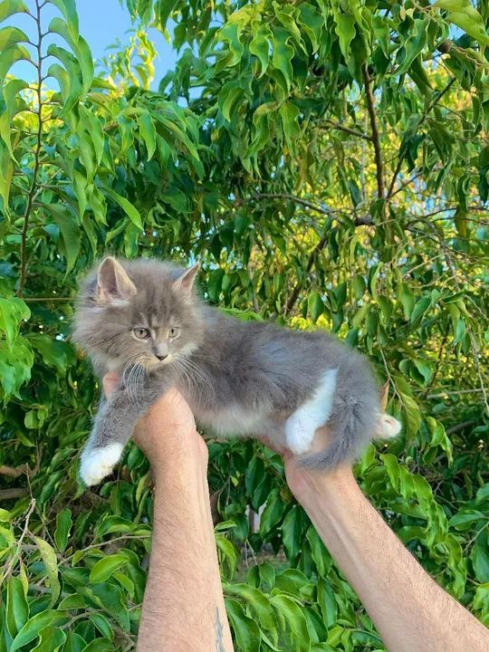 MAINE COON FILHOTE CINZA - Foto 4