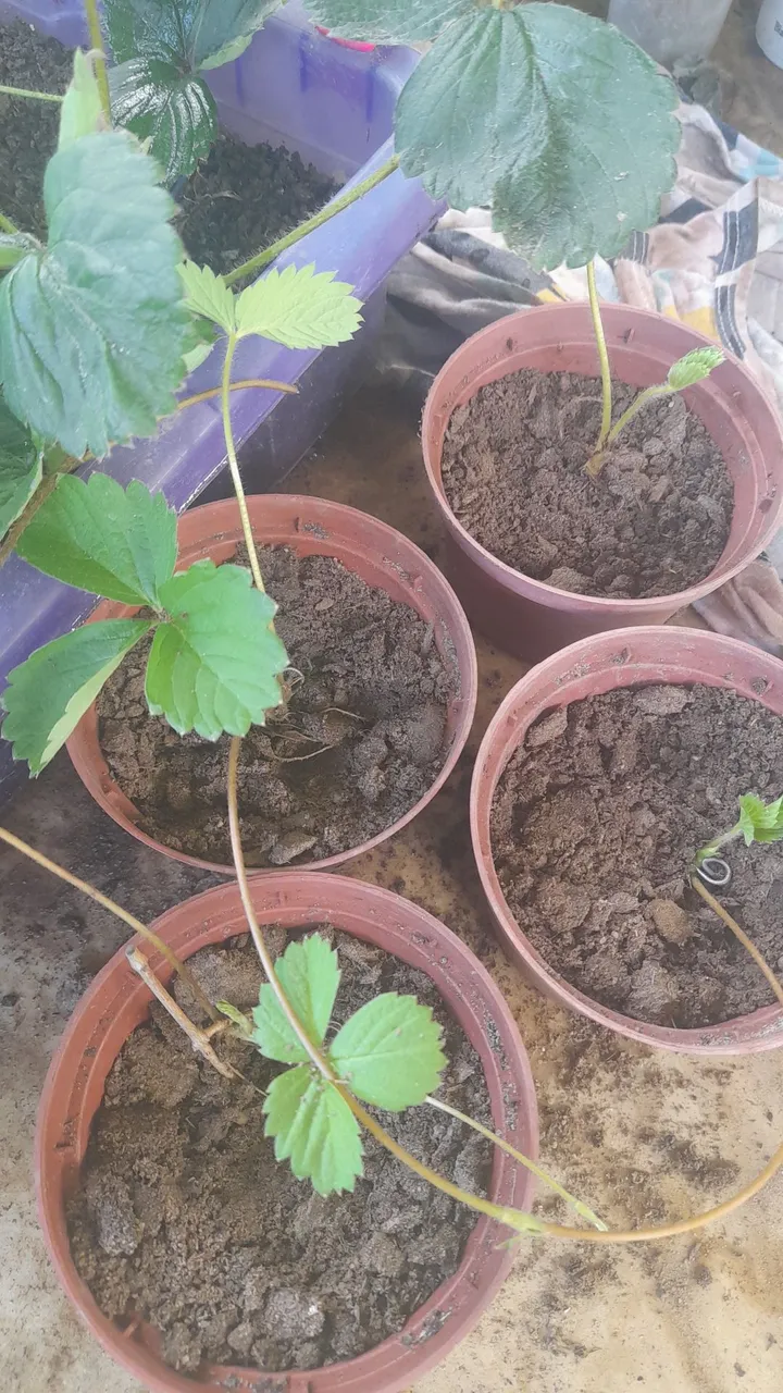 Mudinhas de Morango - Plante e Colha em Casa!