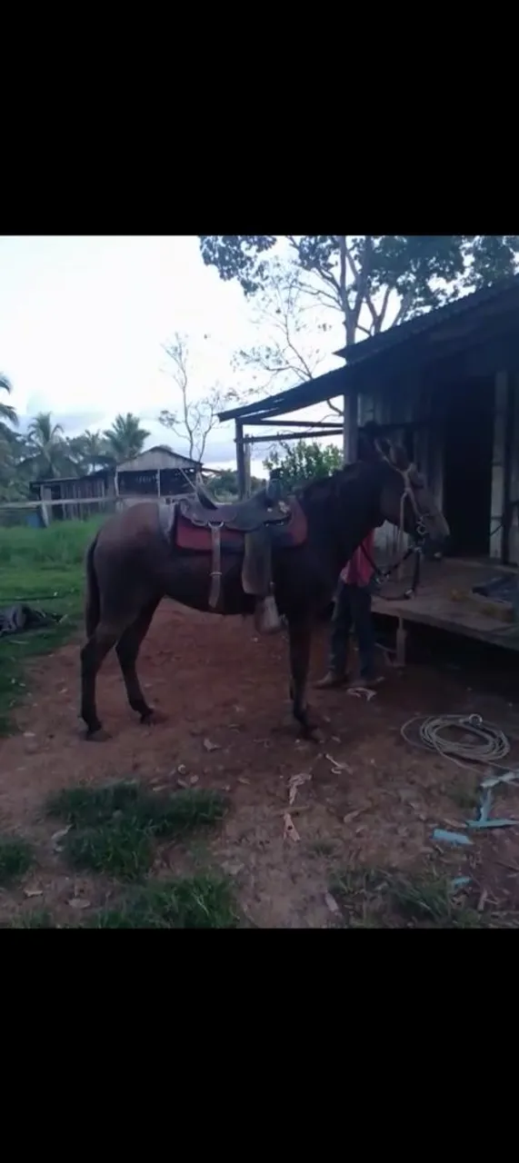 Cavalos, éguas e mula vendo 