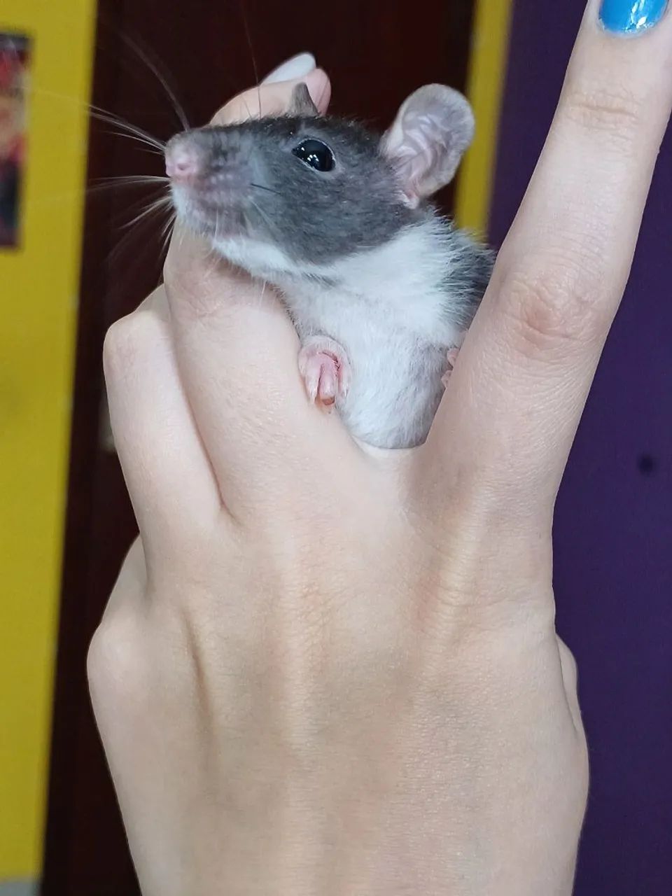 Rato Twister mercol  - Foto 3