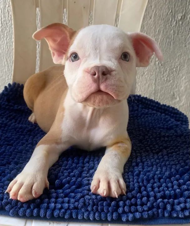 Filhotes de American Bully  - Foto 5