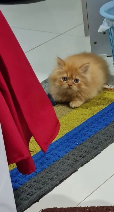 VENDO FILHOTES PERSAS - Foto 4