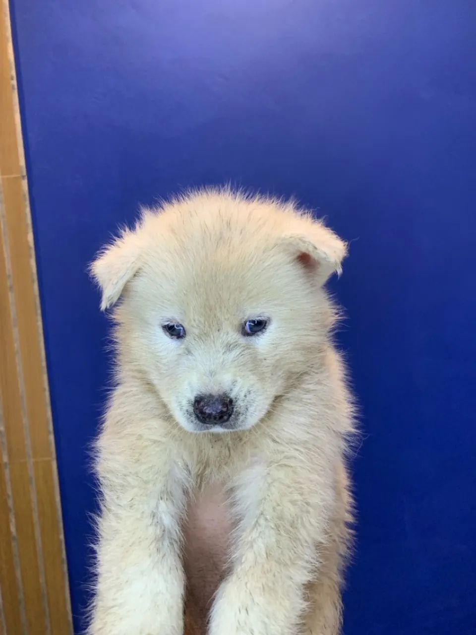 Filhote Husky Siberiano com Olhos Azuis - Foto 2