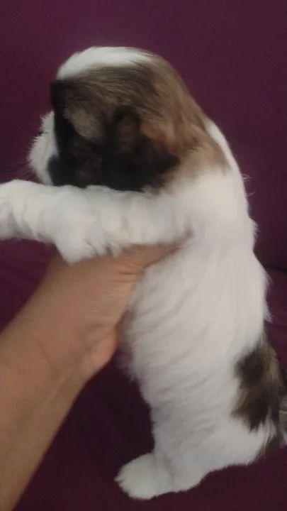 Filhote Shih Tzu - Lindíssimo! - Foto 2