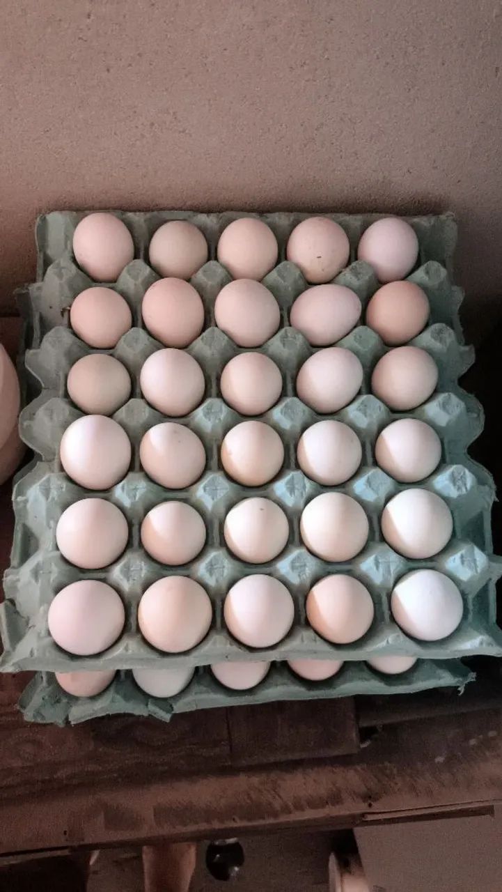 Ovos de galinha caipira 64319177579265120