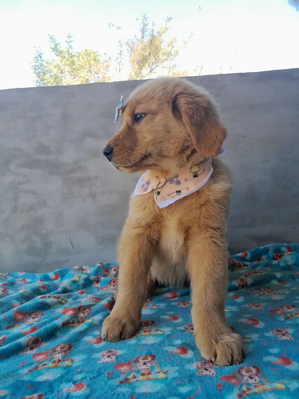  Golden Retriever Fêmea pronta para brincar  - Foto 5