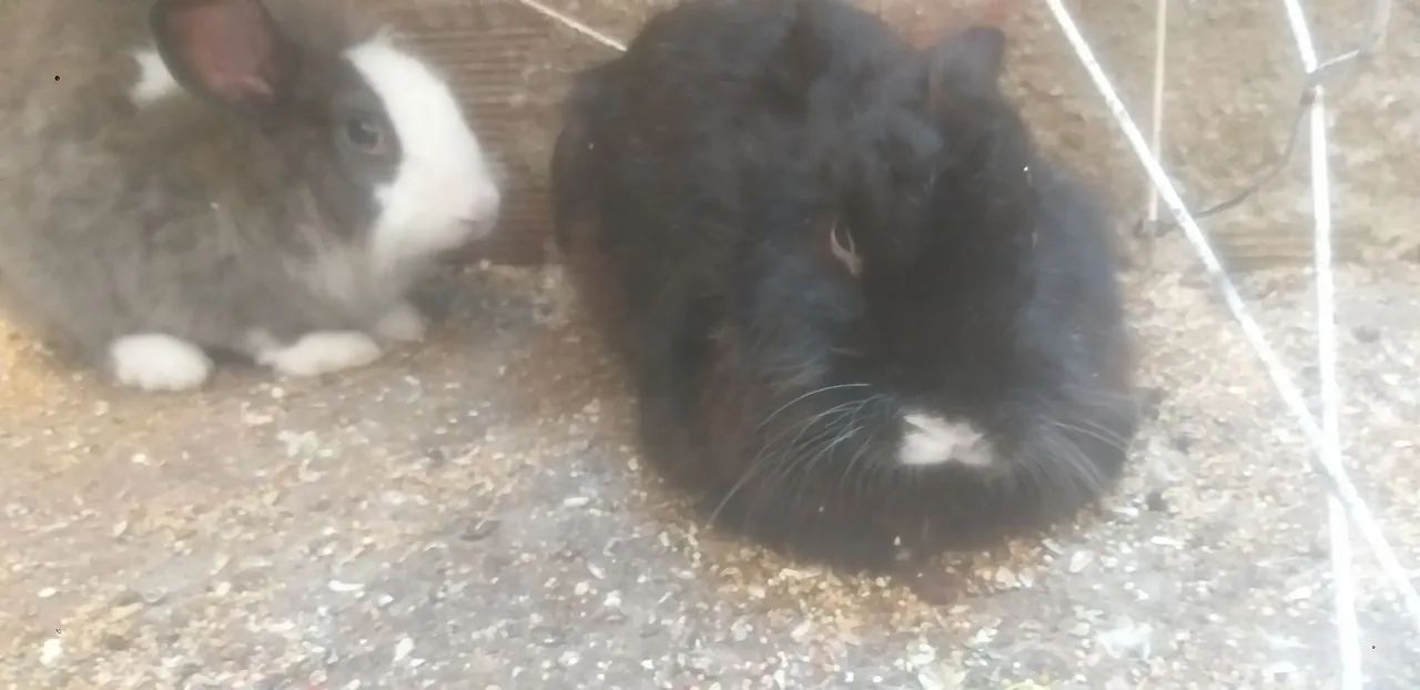 Vende-se um casal de coelhos reprodutor - Foto 6