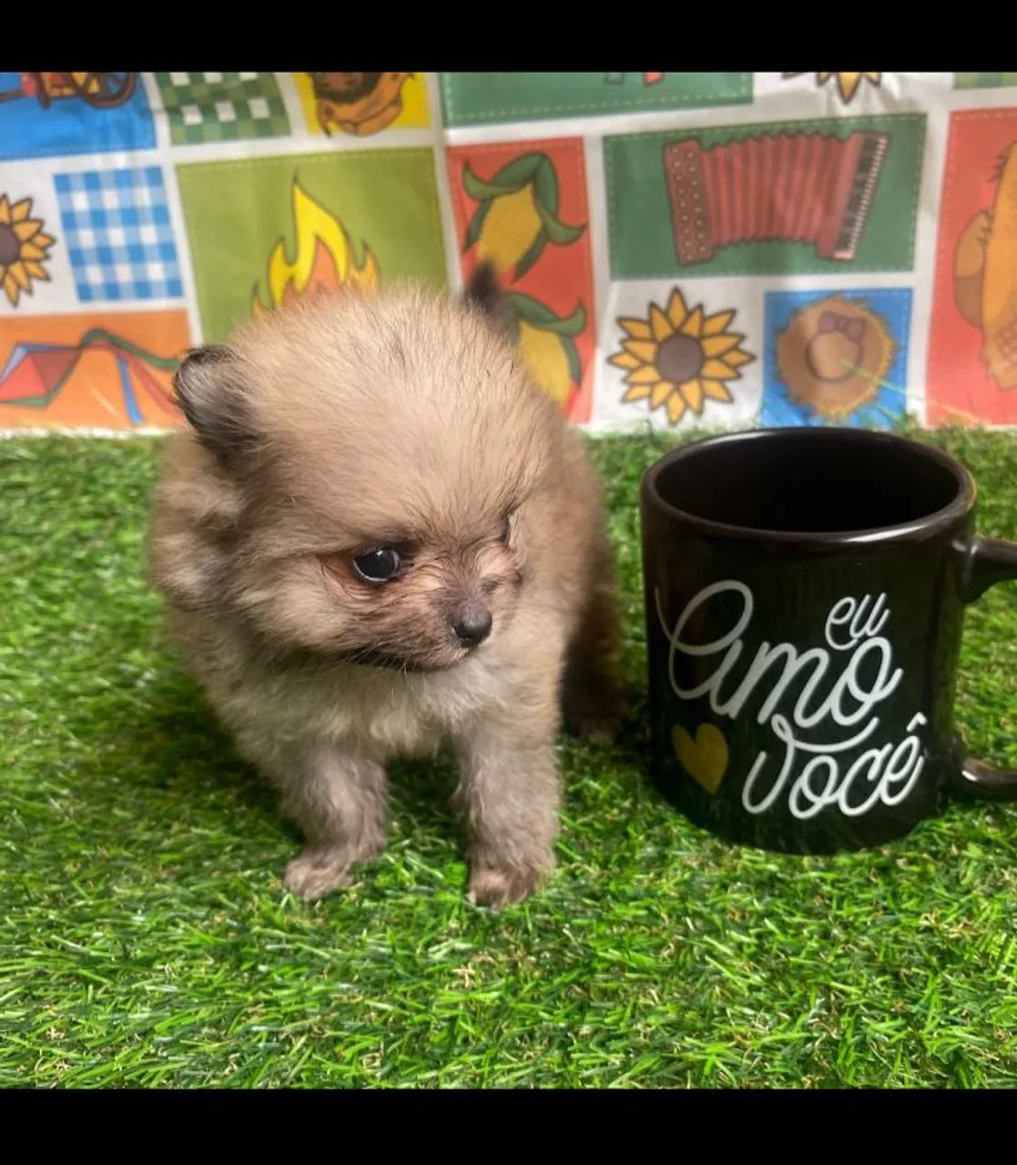 Filhote de Spitz Alemão/Lulu da Pomerânia