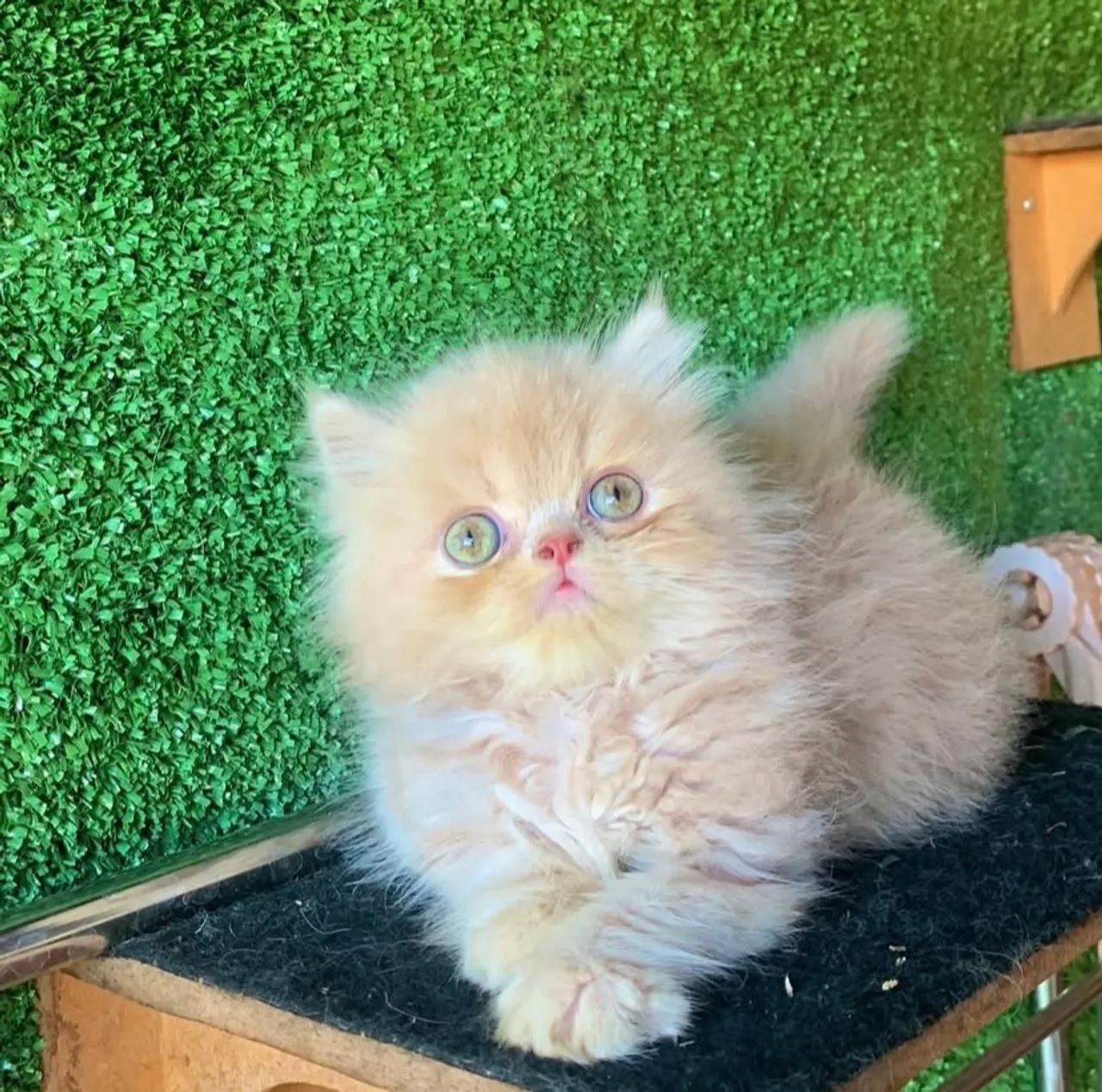 GATINHA PERSA FEMEA