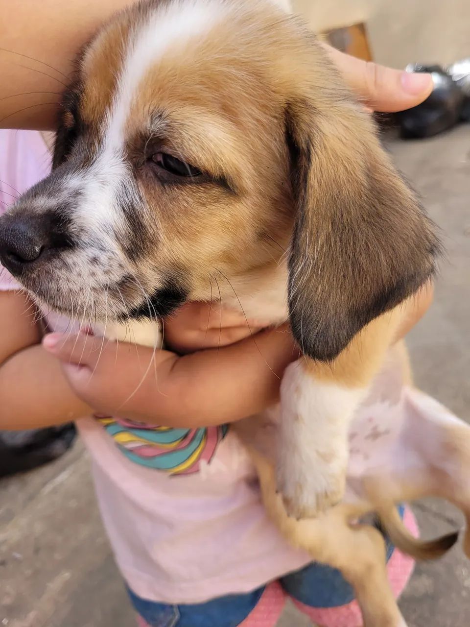 Filhote de cachorro disponível para adoção - Foto 3
