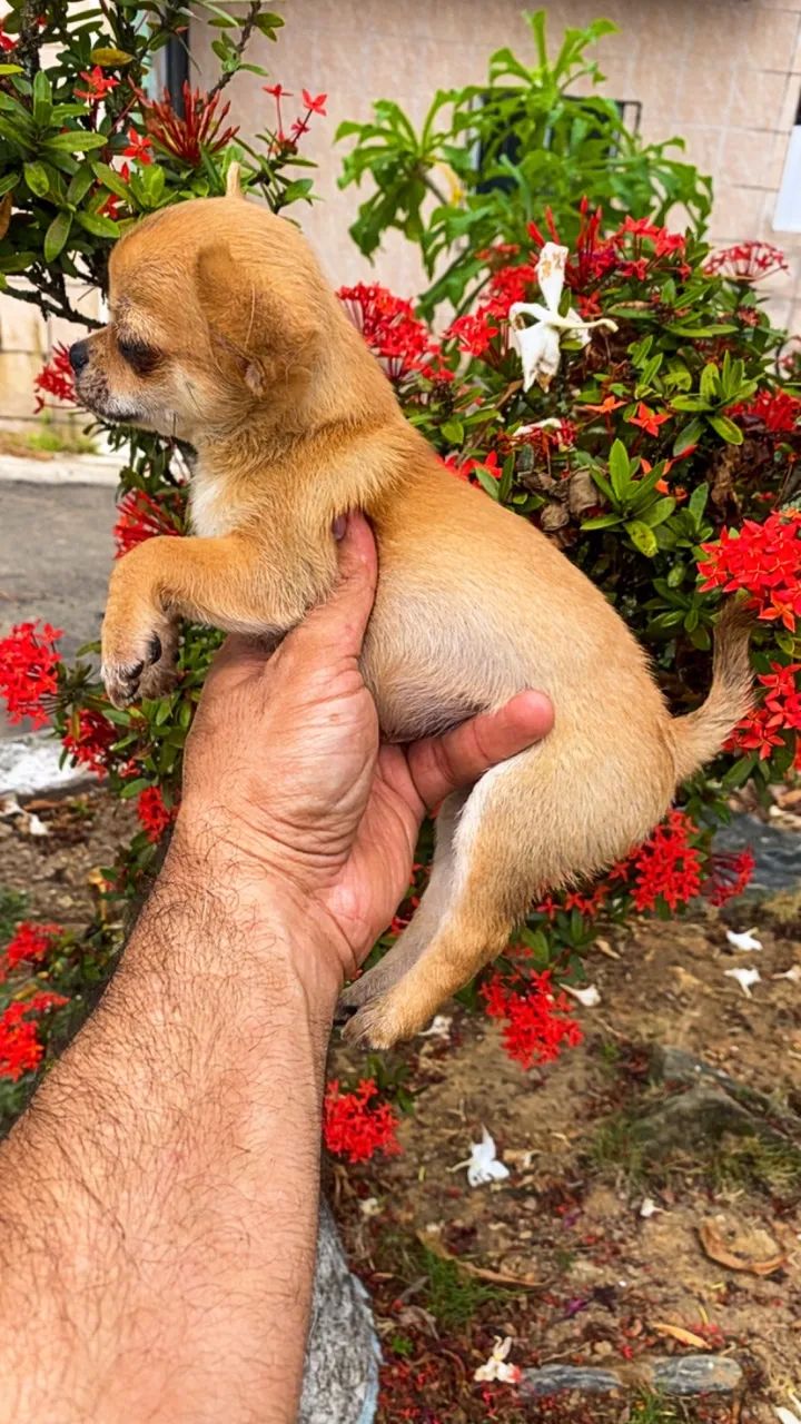 Fêmeas de Chiuauua pelo curto  - Foto 5