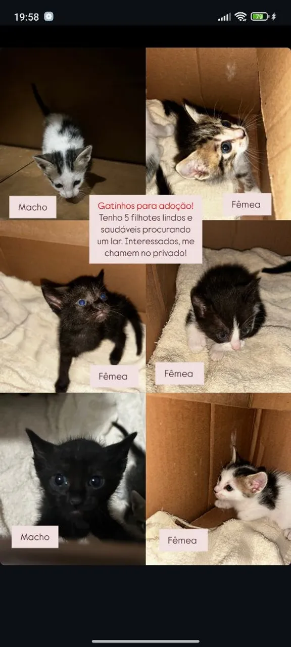 Gatinhas super lindos e doceis 