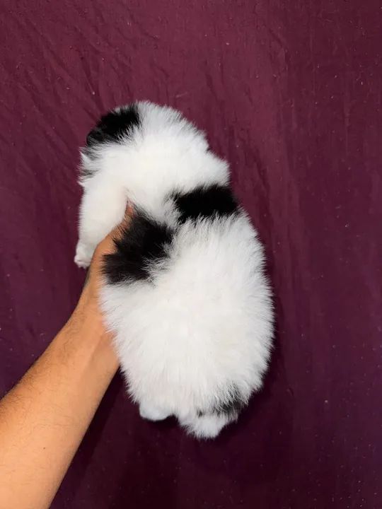 Filhote de Spitz alemão - macho branco com marcação preta  - Foto 3