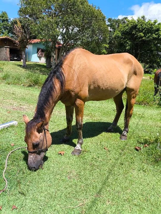 Cavalo castrado manso 