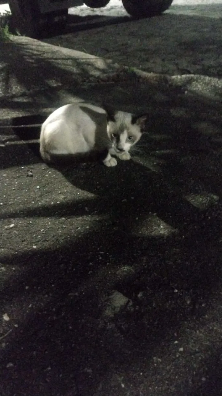 Doação Linda gatinha levo até você 