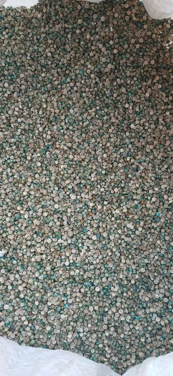 Sementes a granel / Atacado Coentro, Marcela ou Caro Santo  - Foto 3