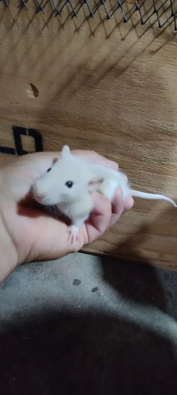 Filhotes de ratos Twisters 