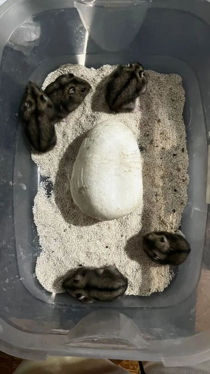 Hamster Anão Russo  - Foto 3