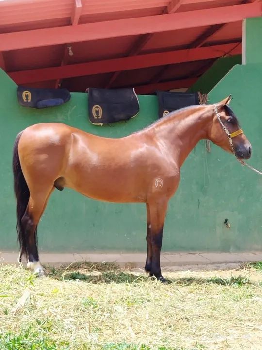 Cavalo mangalarga - Foto 5