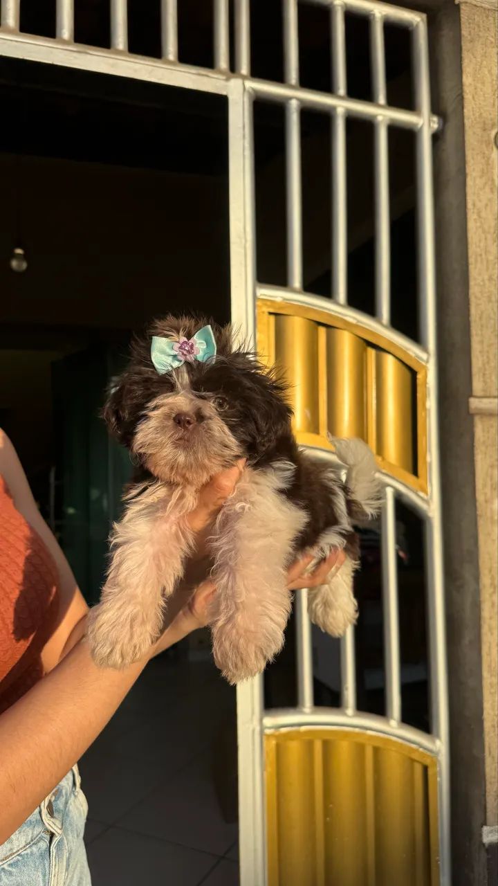 Filhote de shitszu fêmea