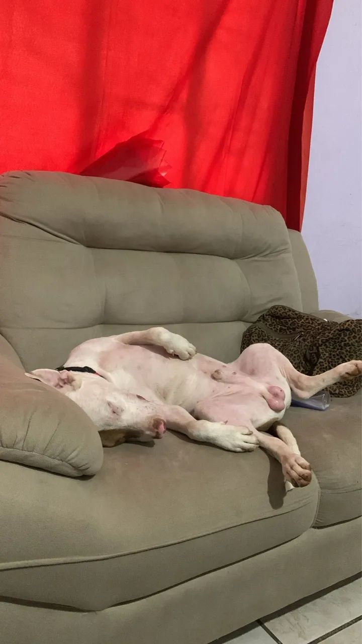 estou doando ele, nome dele e ( max ) 