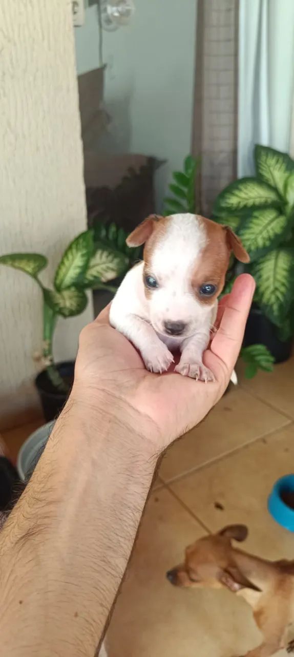 Pinscher  - Foto 2