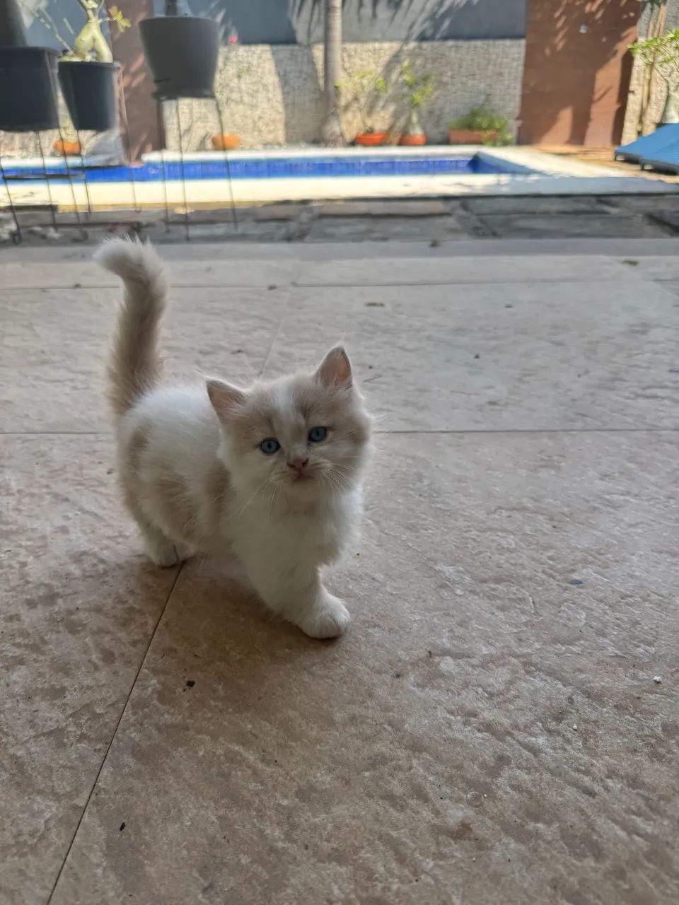 Lindo gato Mutikin  - Foto 4