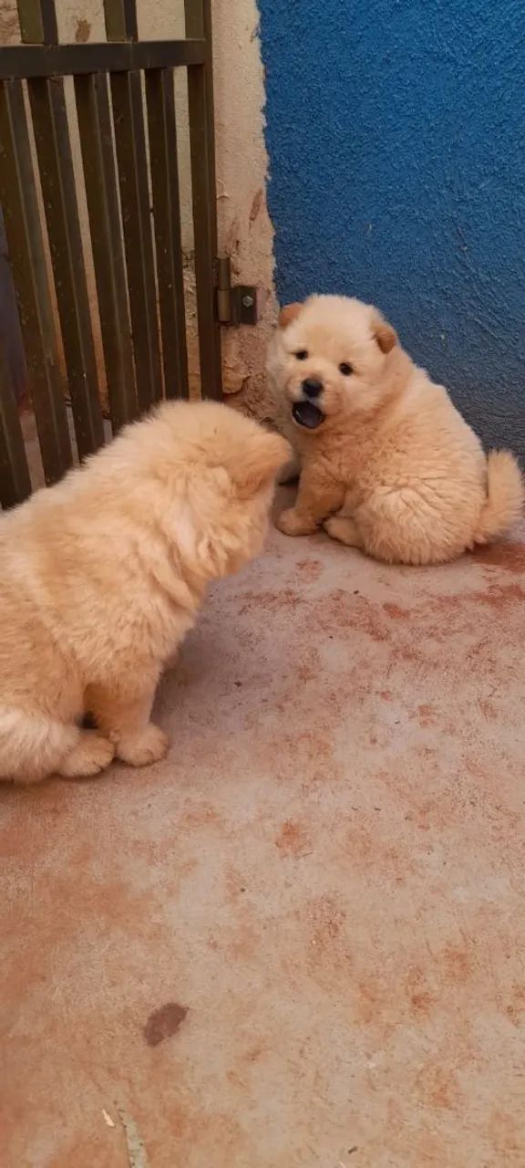 Vendo chow chow  - Foto 2