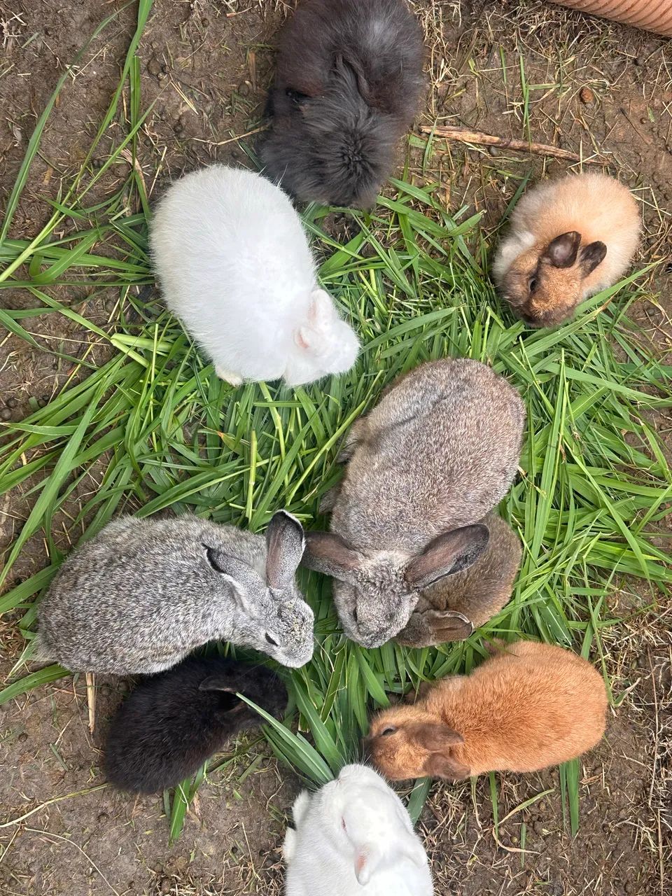 Coelho Netherland Dwarf - Foto 3
