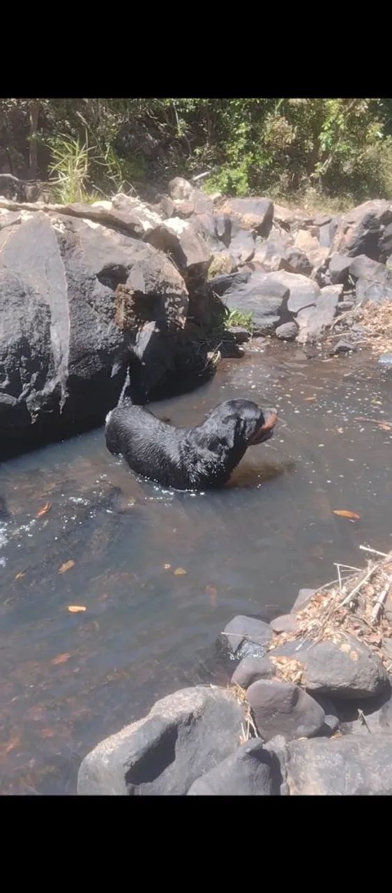 Chácaras 4.000mts muita água  - Foto 2