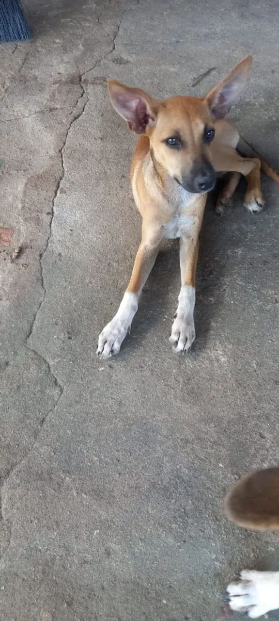 Doação de cachorros  - Foto 3