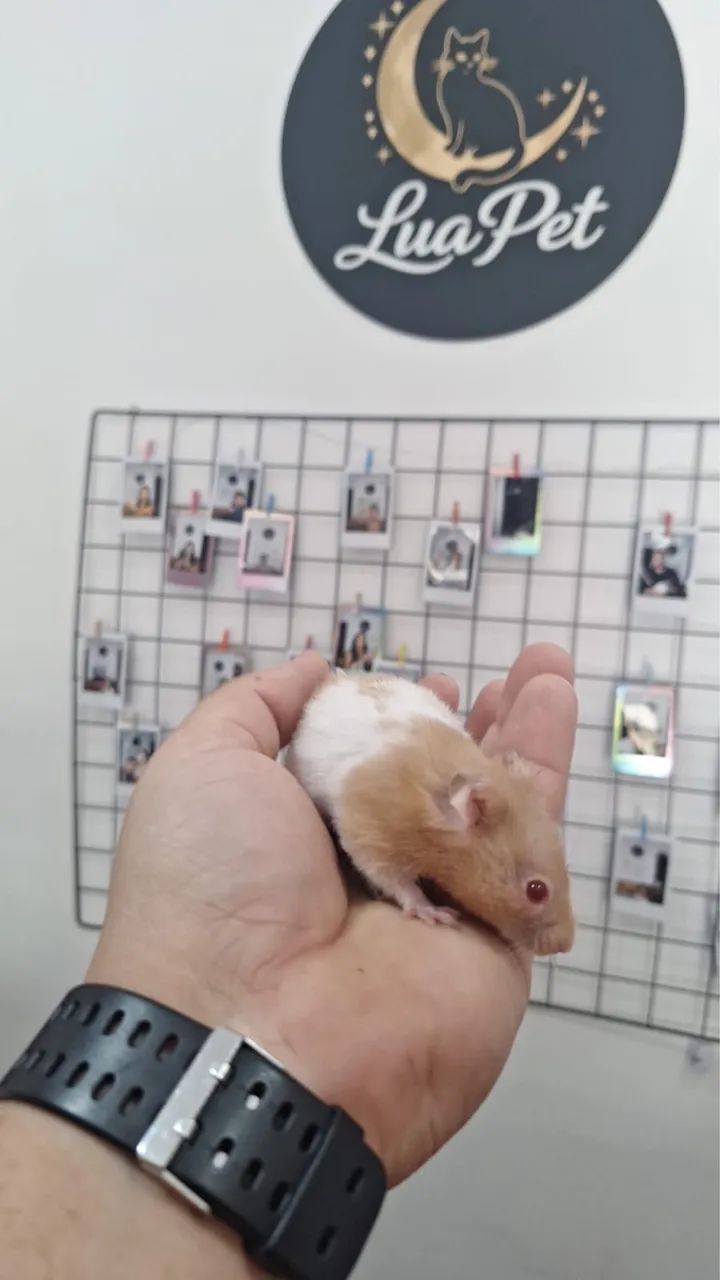 Hamster sírio (macho) - Foto 2