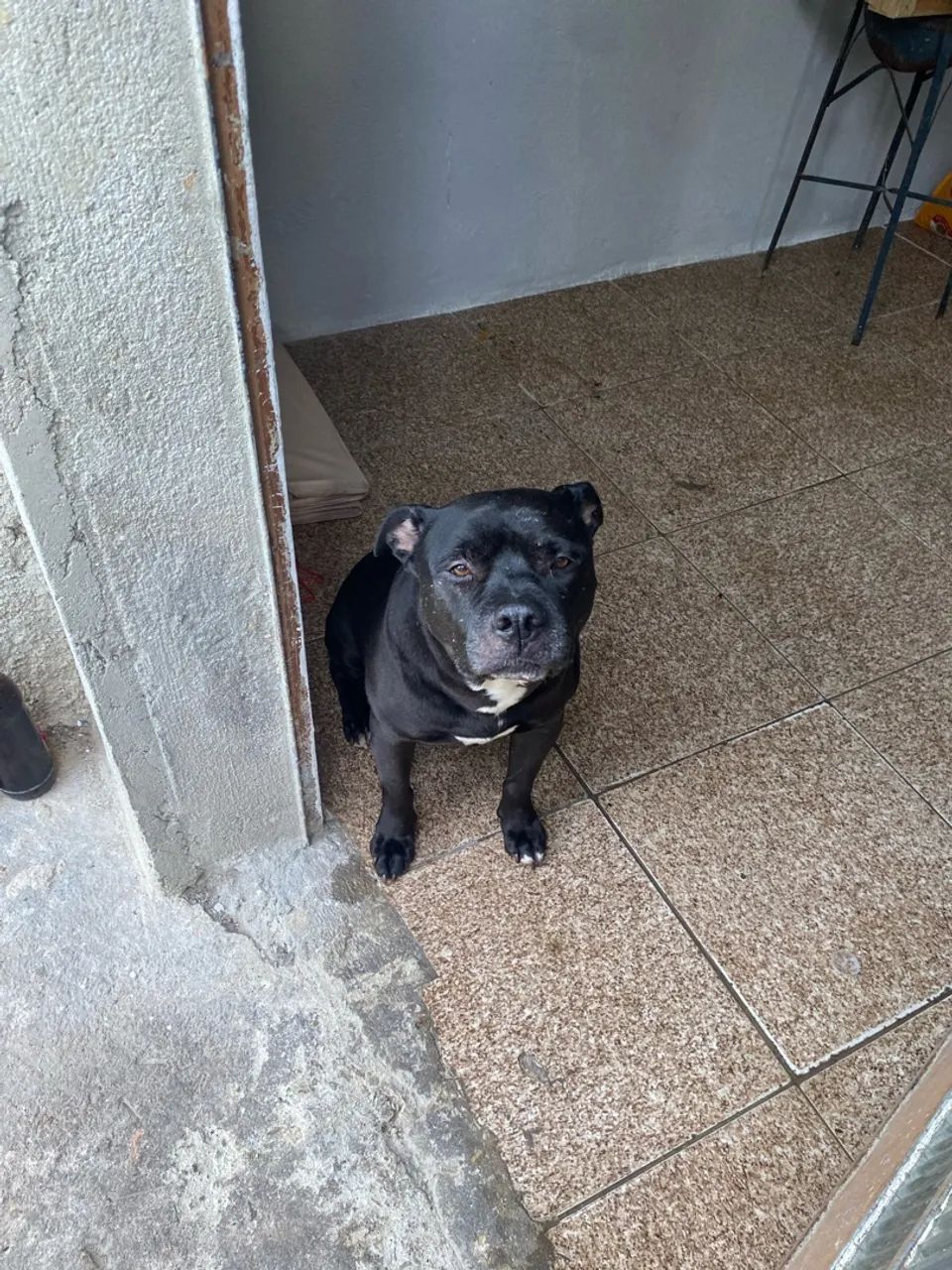 Pitbull para doação  - Foto 2