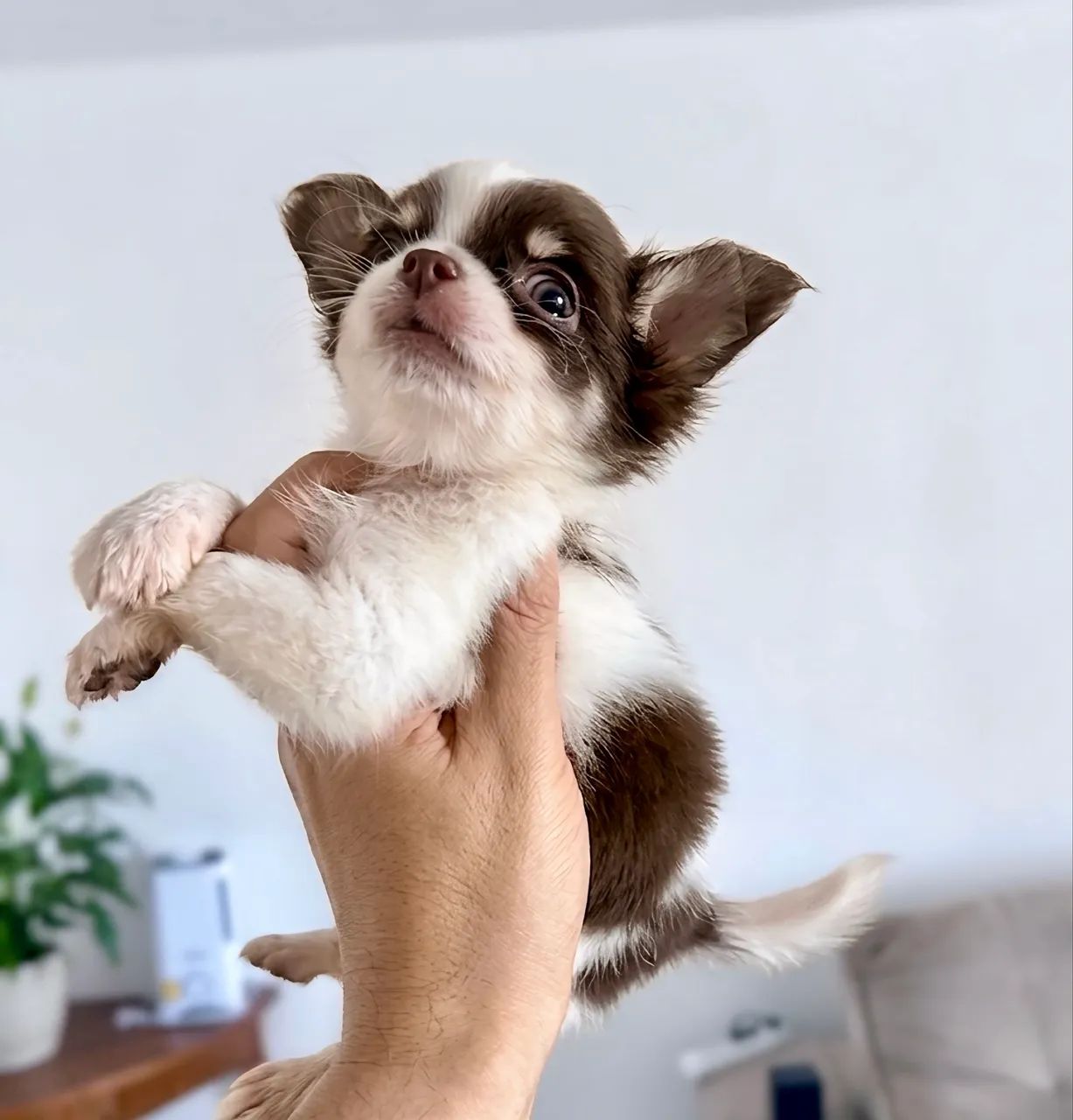Chihuahua  - Foto 2
