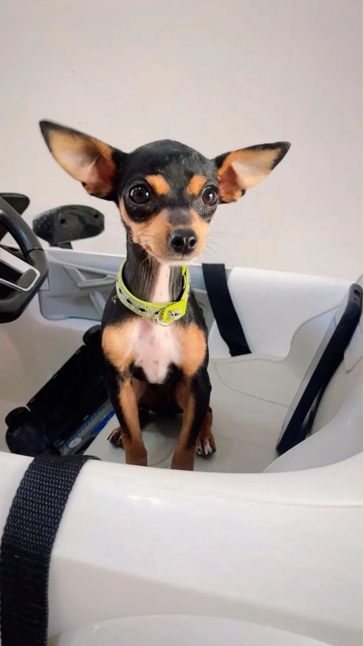 Pinscher 1 - Foto 2