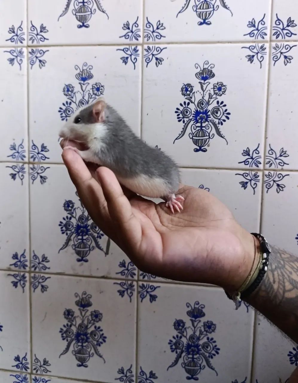 Rato Twister Filhote Husky - Super manso e carinhoso - Foto 3