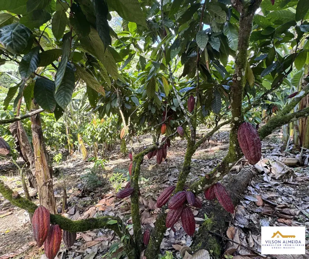 Áreas à venda, SERRA GRANDE, Uruçuca, BA - Foto 5