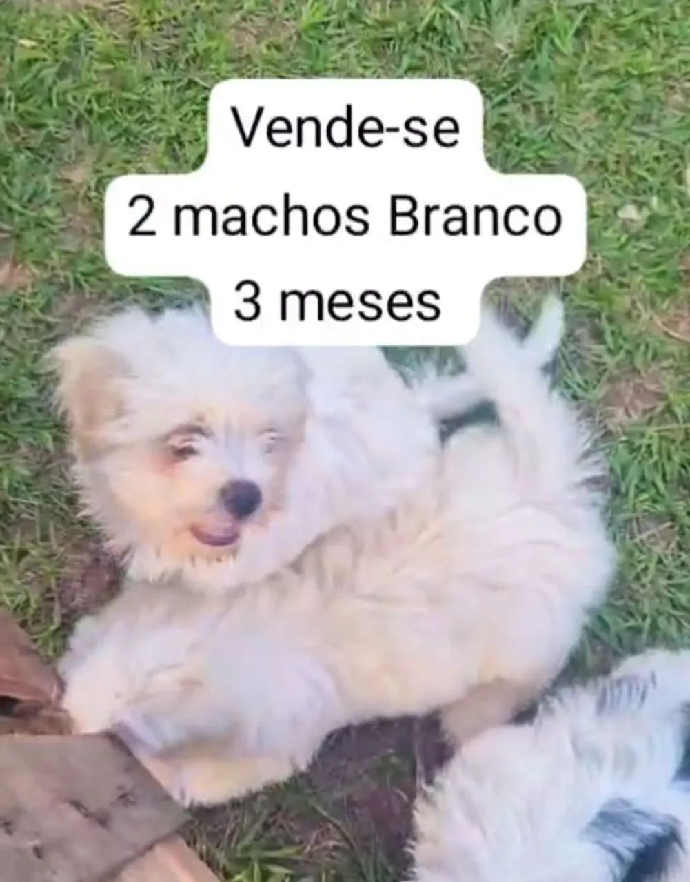 Lhasa apso