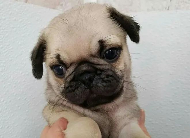 Filhotes de Pug super unido!