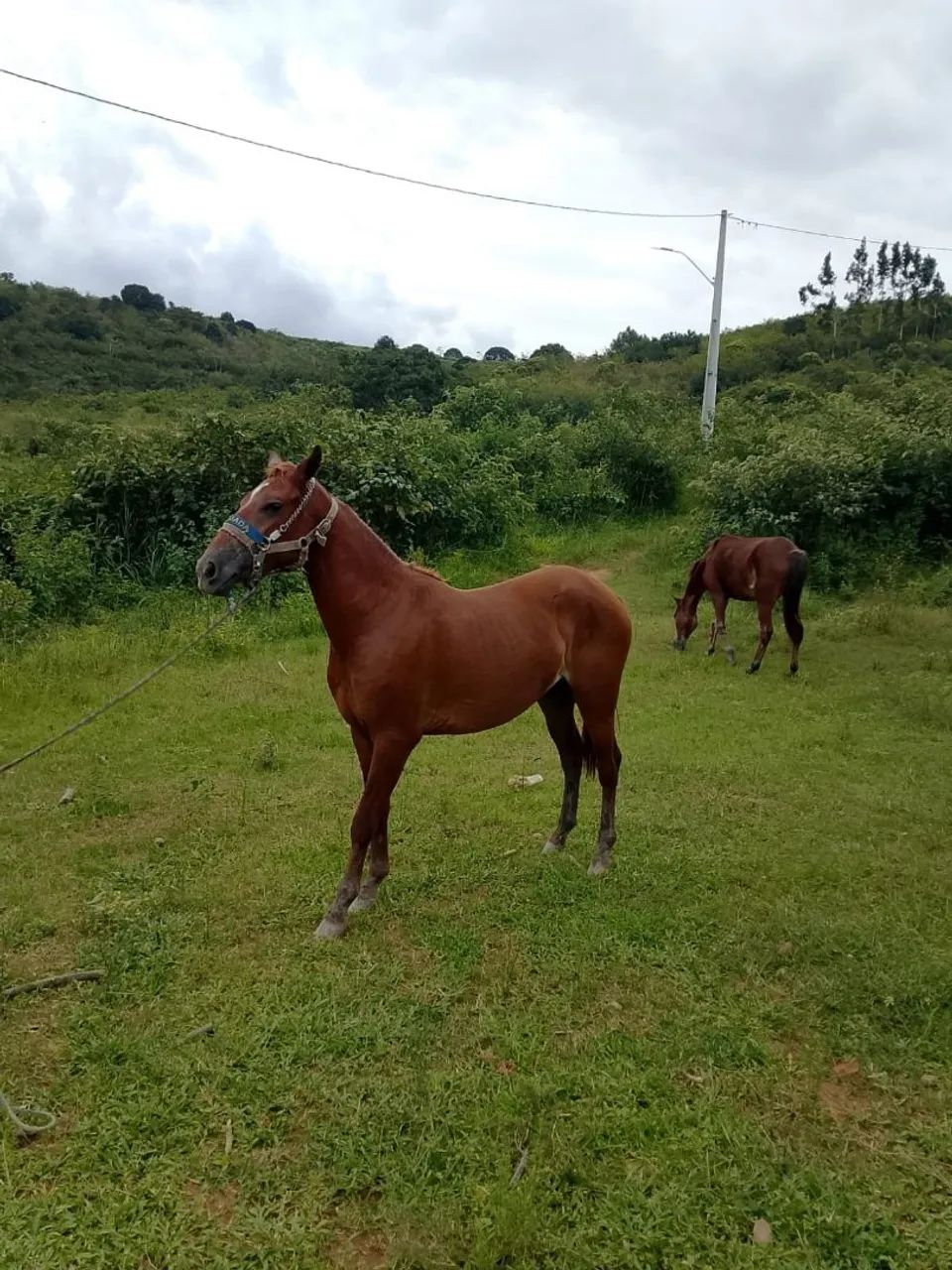 Potra - Foto 3