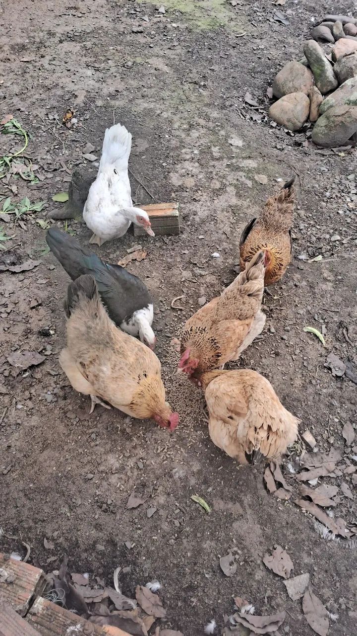 Galinhas e patas