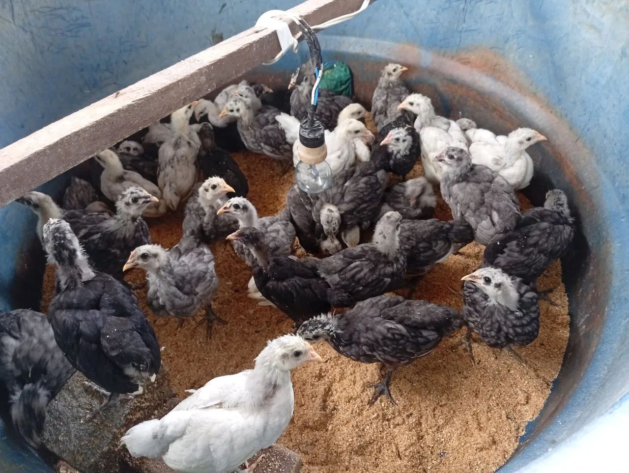 Pintinhos da raça Gigante de Jersey nas cores azul negra e splash 