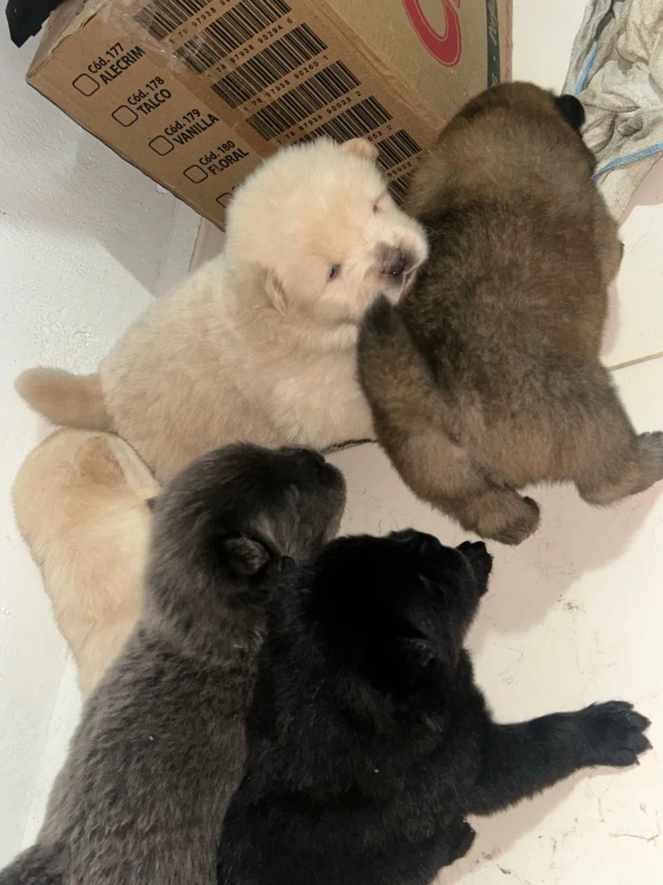 Chow chow puro  - Foto 4