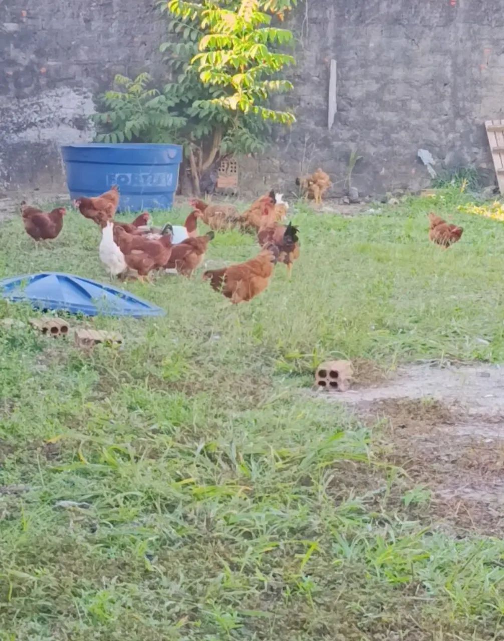 Galinhas 