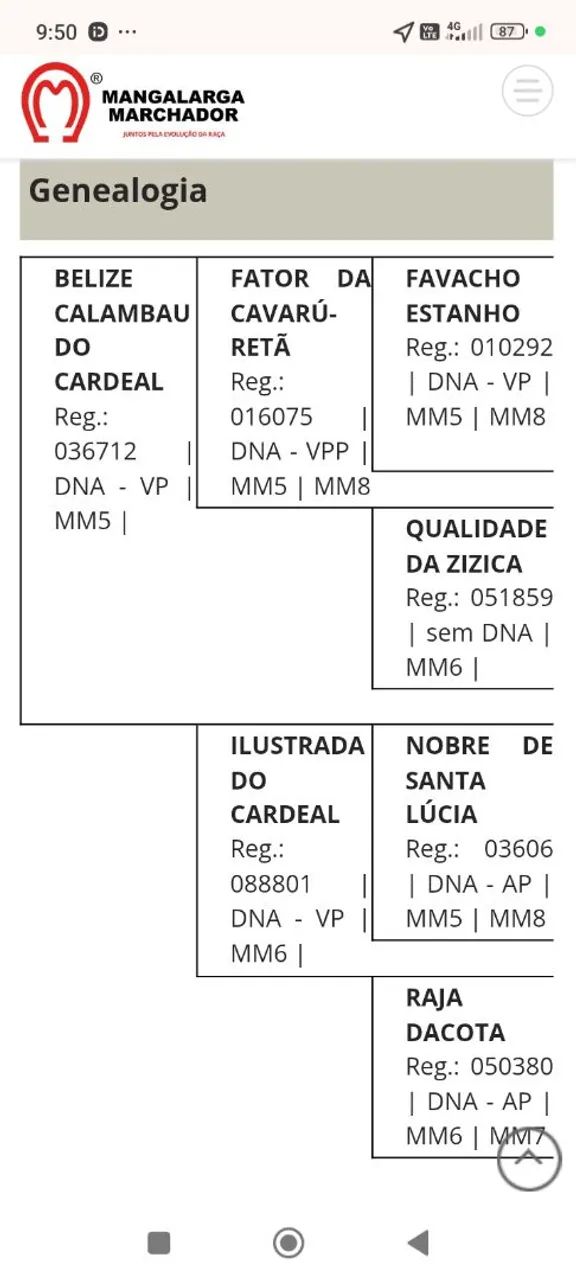 Cavalo Mangalarga  - Foto 5