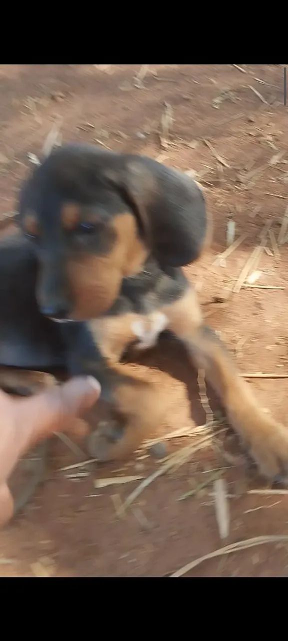 Fox hound americano  - Foto 2