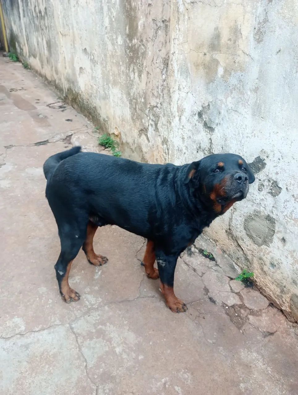 Caos pra segurança - Foto 4