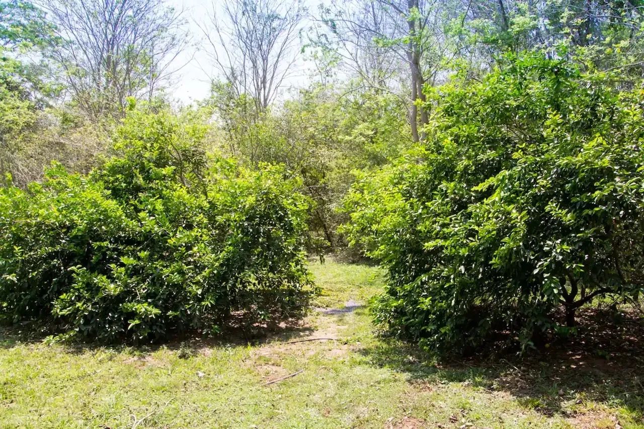 Chácara de 4 ha com bosque, trilhas e decks no Rio Formoso, em Bonito - Foto 4